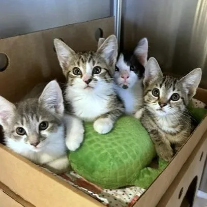 A baby small-sized female Domestic Long Hair cat named Gemini for adoption in Novelty, OH