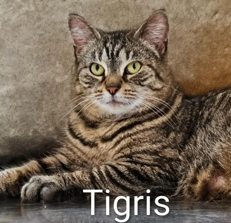 Tigris thumbnail 5