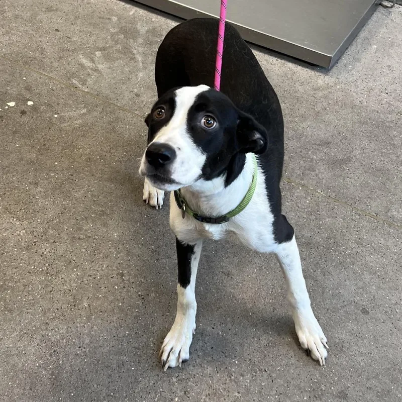 An adult medium-sized female Black Mixed Breed dog named Dee Dee for adoption in Las Cruces, NM