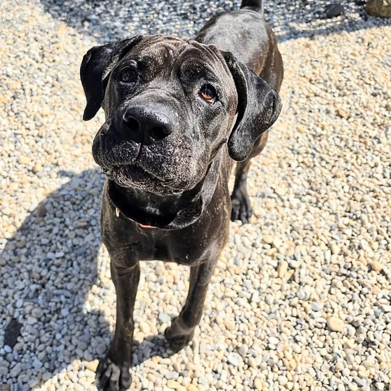 An adult large-sized female Brindle Cane Corso dog named Kaiya for adoption in Manahawkin, NJ
