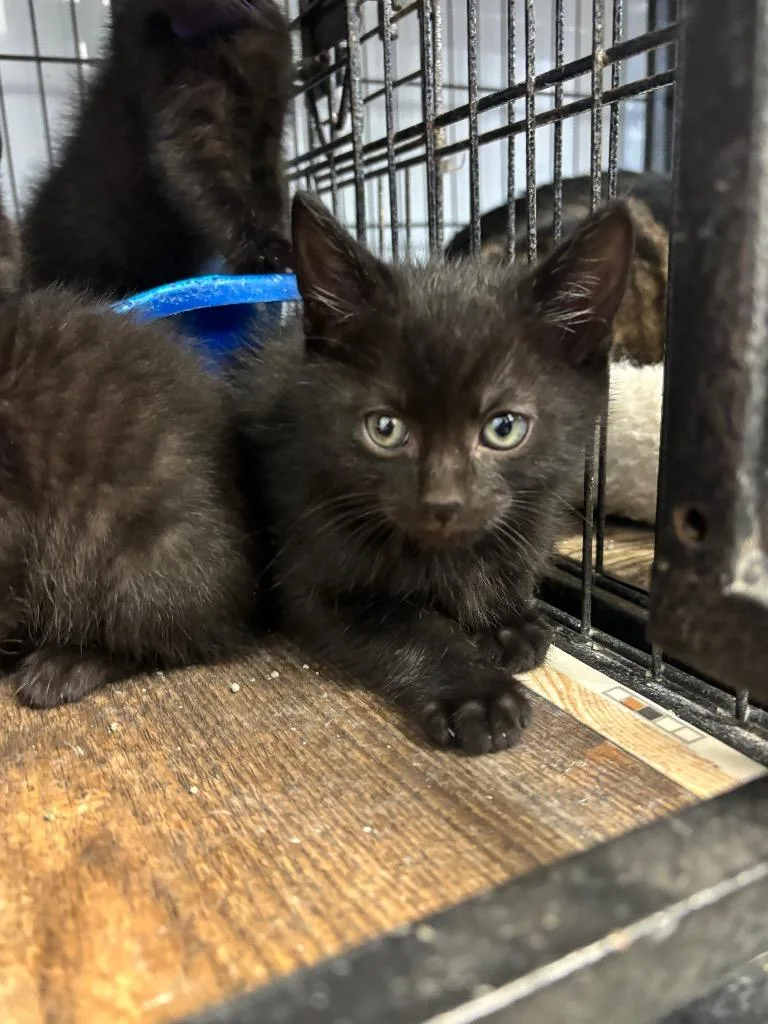 A baby medium-sized male Domestic Short Hair cat named Happy for adoption in Algona, IA