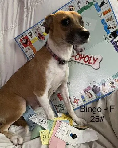 A young medium-sized female Terrier dog named Bingo for adoption in Hillside, IL