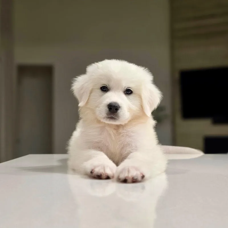 A baby large-sized male White / Cream Great Pyrenees dog named Harvey for adoption in Houston, TX