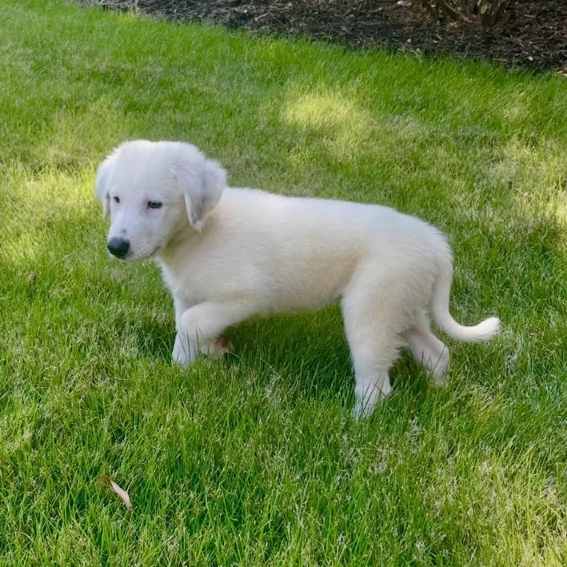 A baby medium-sized female White / Cream Golden Retriever dog named Abby for adoption in Cordova, TN