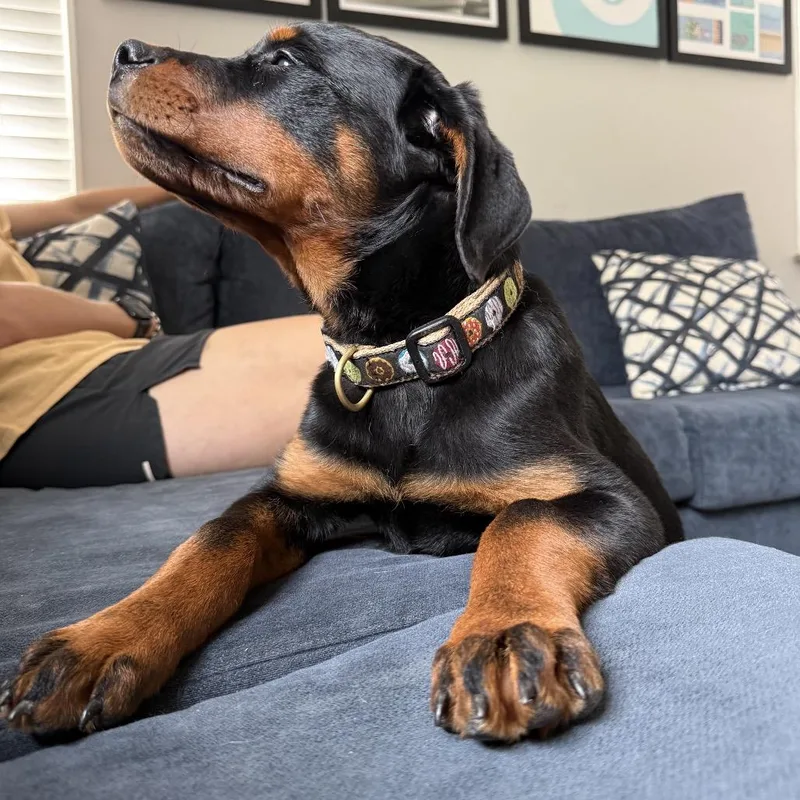 A baby large-sized female Rottweiler dog named Pierogi for adoption in Columbus, OH