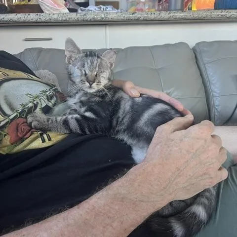 A baby small-sized male Gray / Blue / Silver Domestic Short Hair cat named Bus Stop for adoption in San Diego, CA