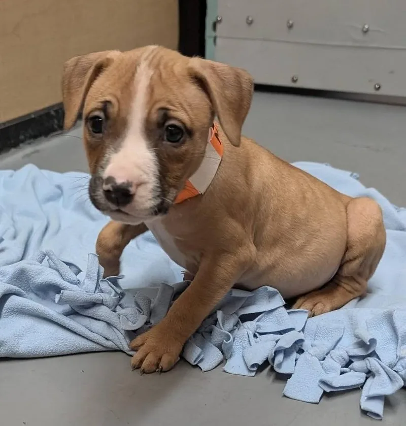 A baby medium-sized male Mixed Breed dog named Moro for adoption in Warren, MI