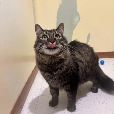An adult medium-sized male Tabby (Gray / Blue / Silver) Domestic Long Hair cat named Barry for adoption in Hutchinson, MN