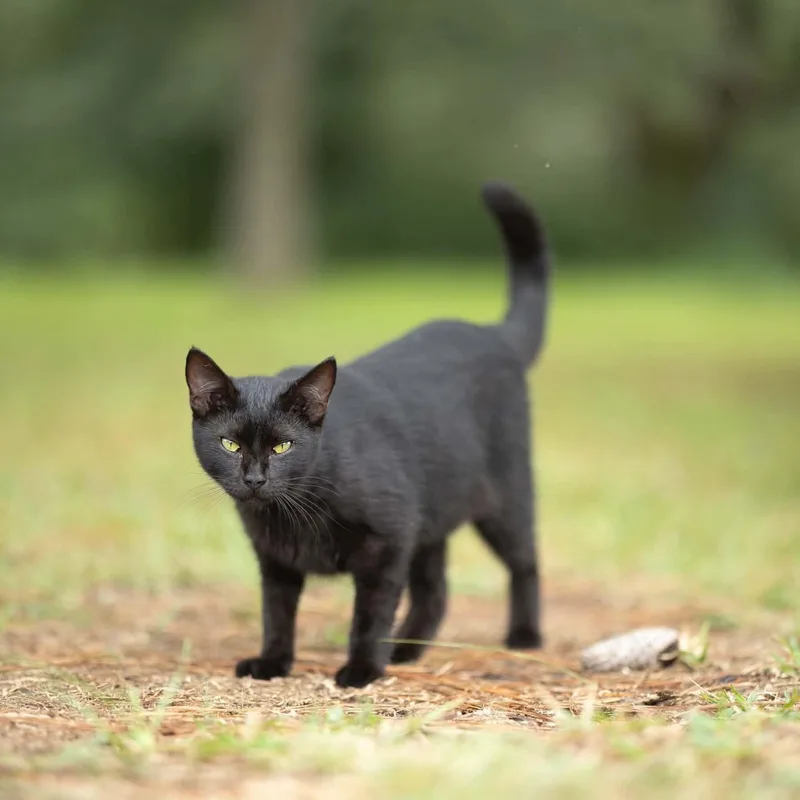 A young medium-sized female Black Domestic Short Hair cat named Eve for adoption in Lucedale, MS