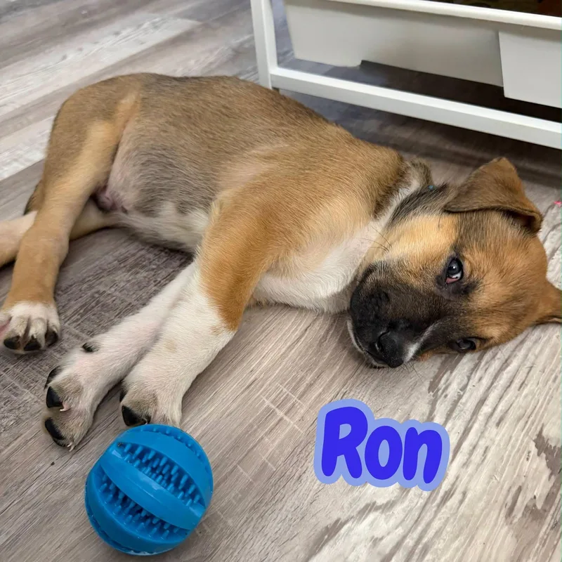 Ron
