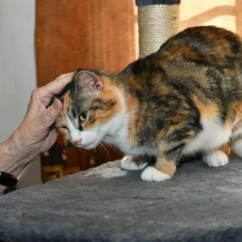 An adult medium-sized female Calico Domestic Short Hair cat named Luv Bug for adoption in Fishers, IN