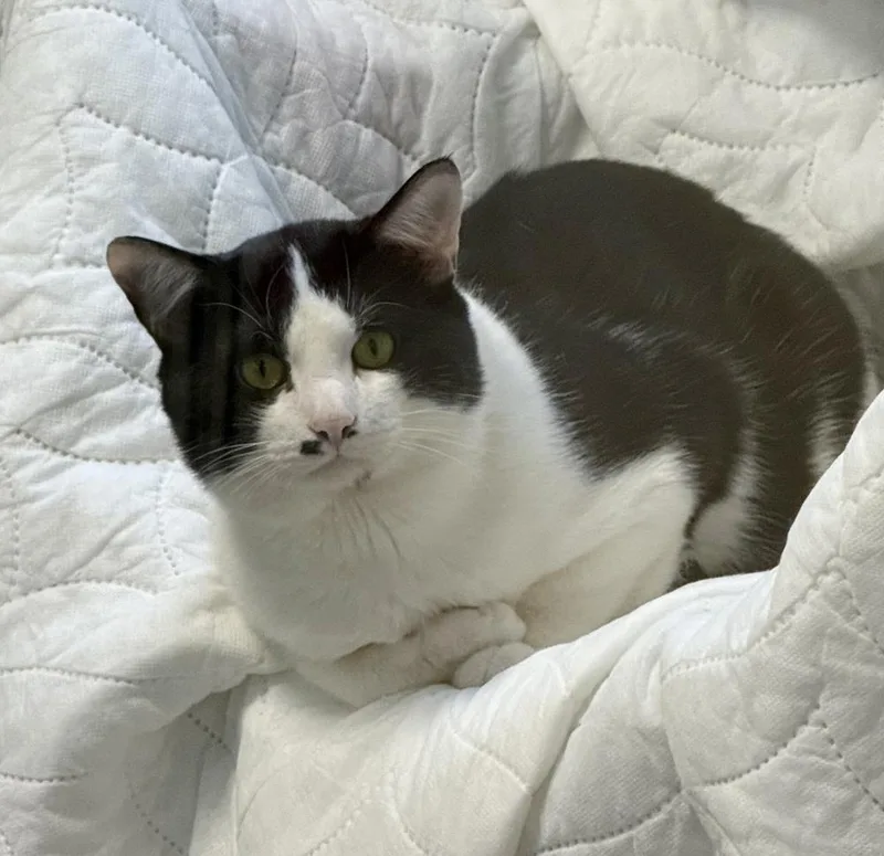 An adult small-sized male Black & White / Tuxedo Domestic Short Hair cat named Tobias for adoption in Fremont, NE