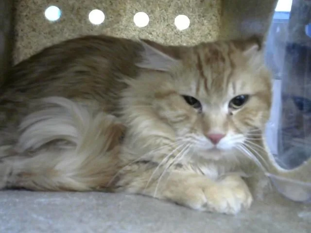 A young medium-sized male Domestic Short Hair cat named Banana for adoption in Albuquerque, NM