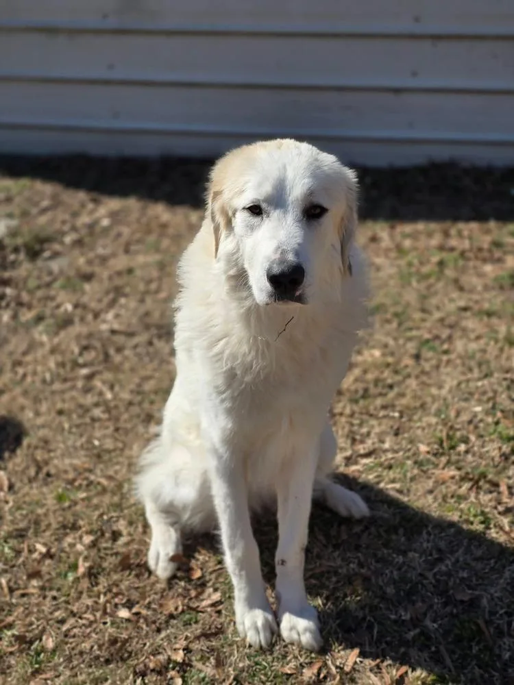 An adult large-sized male White / Cream Great Pyrenees dog named Clyde for adoption in Wendell, NC