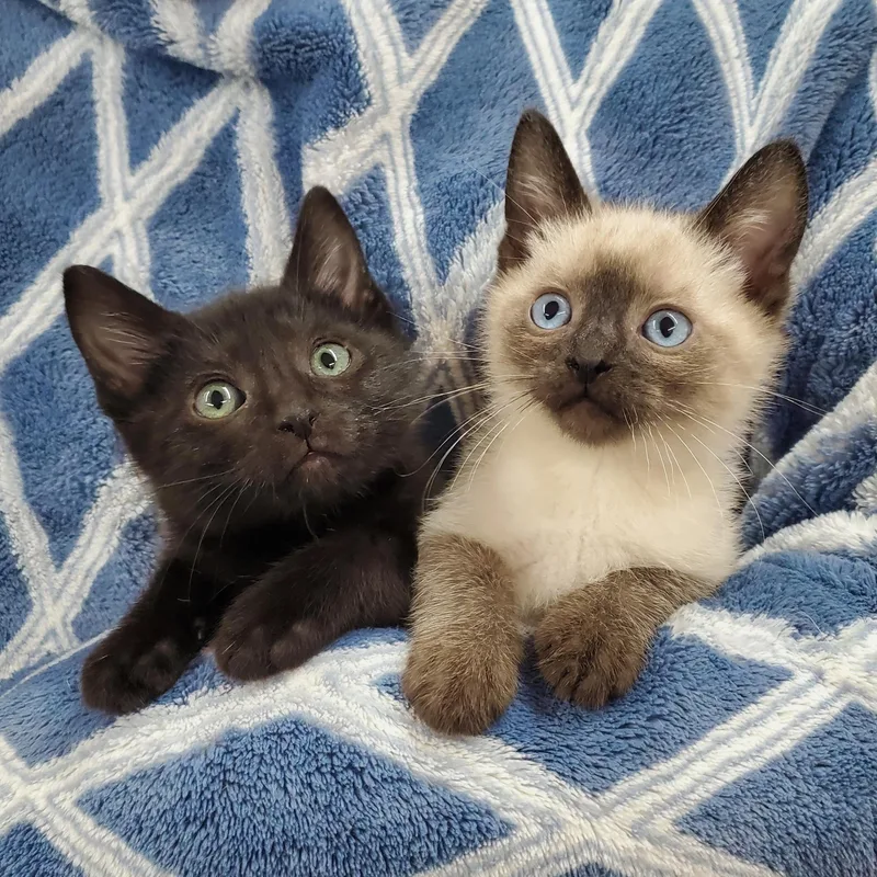A baby medium-sized female Seal Point Siamese cat named Gibson & Jura for adoption in Ottawa, IL