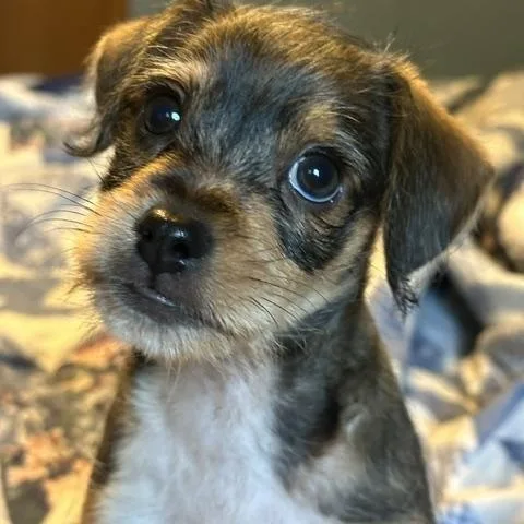 Sparky