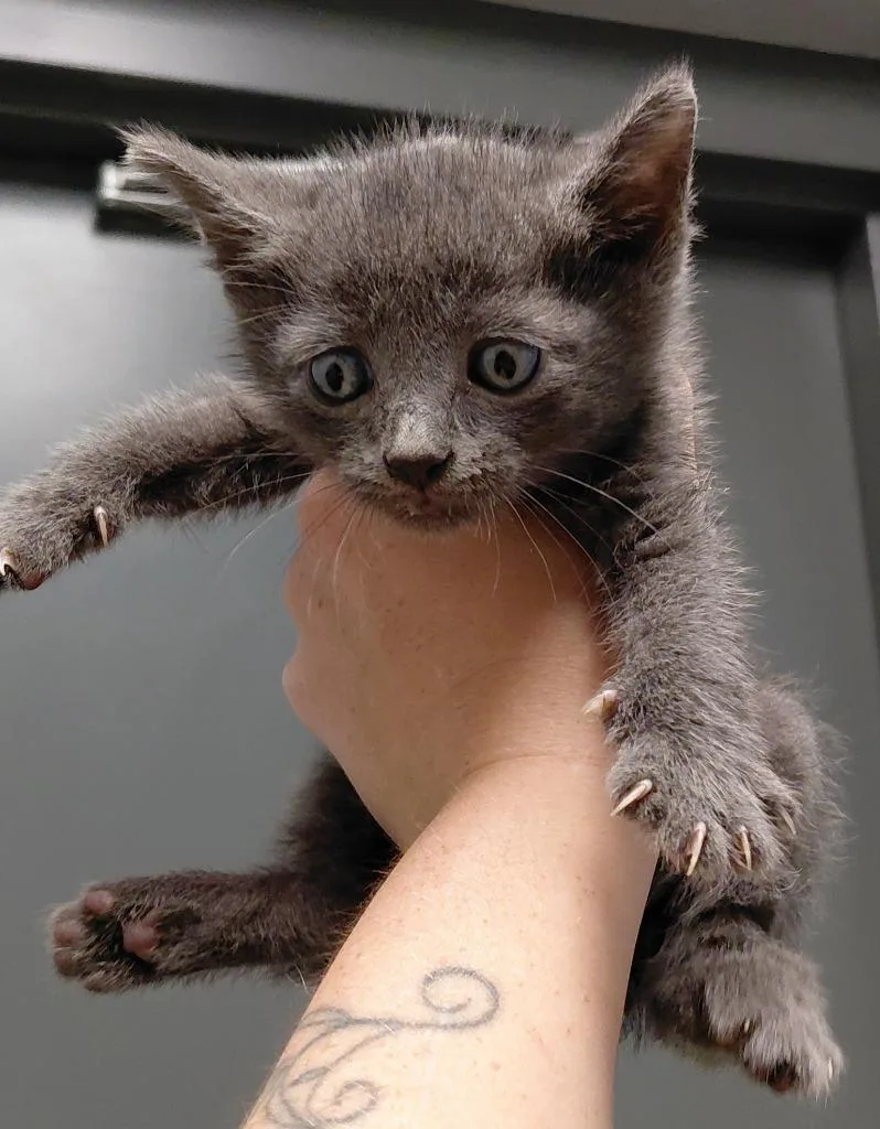 A baby small-sized male Domestic Short Hair cat named Vincent for adoption in Henderson, NC