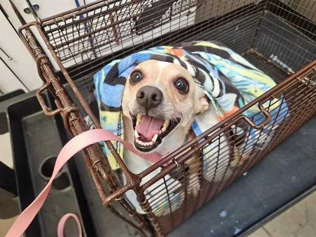 An adult small-sized female Chihuahua dog named Violet for adoption in Tucson, AZ