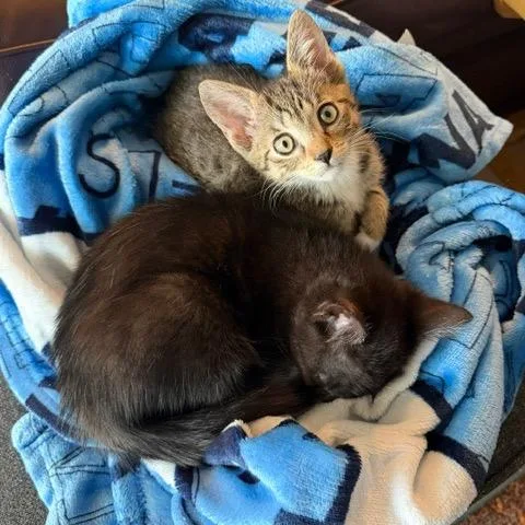 A baby small-sized female Brown / Chocolate Domestic Short Hair cat named Pancake for adoption in Lauderhill, FL