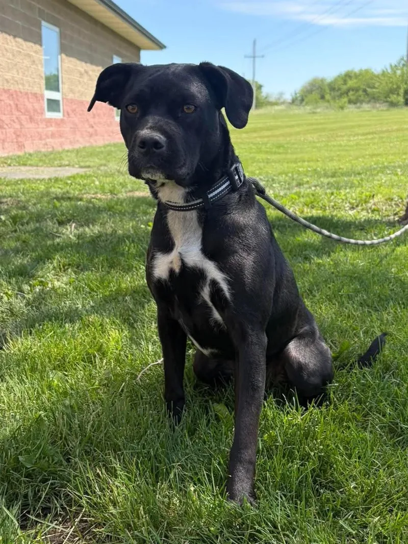 An adult medium-sized female Black Pit Bull Terrier dog named Elvis for adoption in Maryville, MO