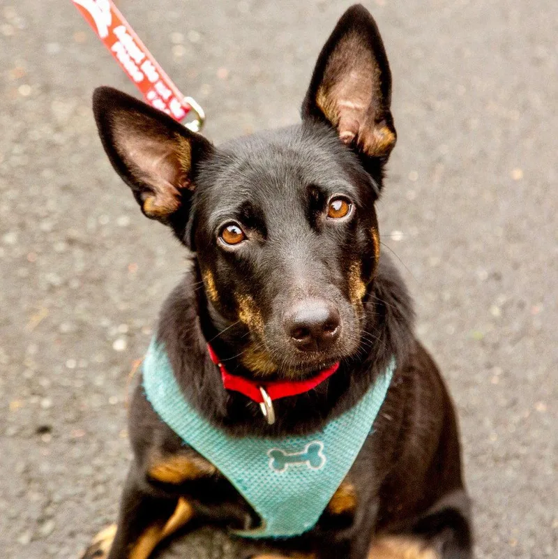 An adult medium-sized female Rat Terrier dog named Lynn for adoption in Bloomfield, CT
