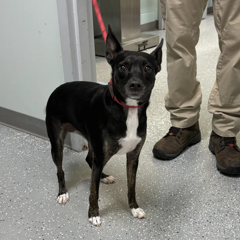 A young small-sized female Feist dog named Duchess for adoption in Bardstown, KY