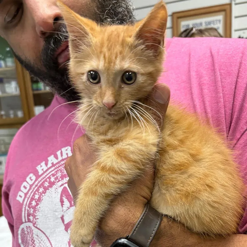 A baby small-sized male Orange / Red Domestic Short Hair cat named Chilli for adoption in Little Rock, AR