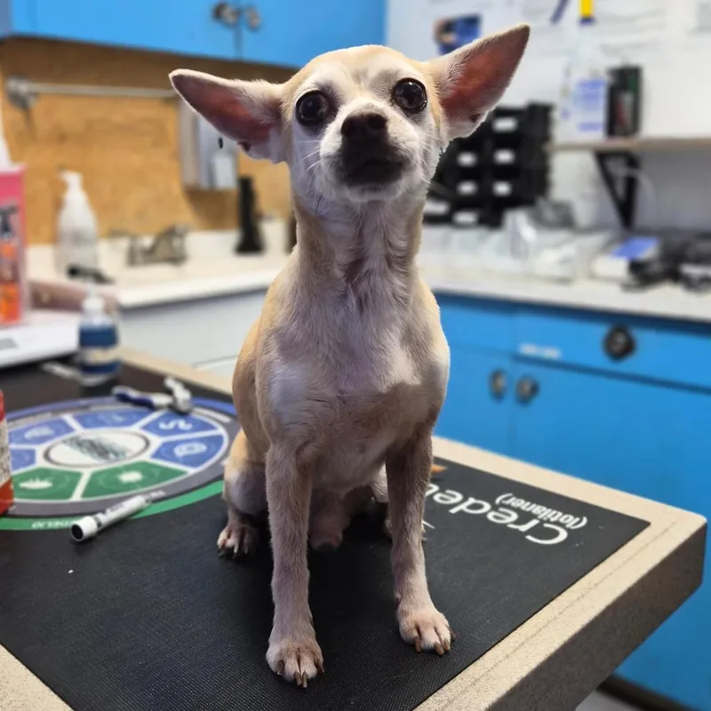 A senior small-sized male White / Cream Chihuahua dog named Papa Gus for adoption in Wahiawa, HI