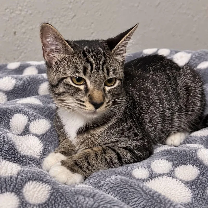 A baby medium-sized female Tabby (Brown / Chocolate) Tabby cat named Juno for adoption in Antioch, CA