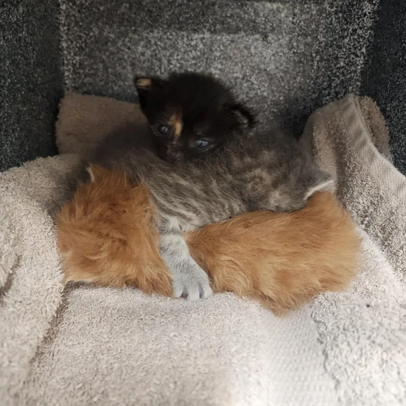 A baby small-sized male Domestic Medium Hair cat named Sybil for adoption in Evensville, TN