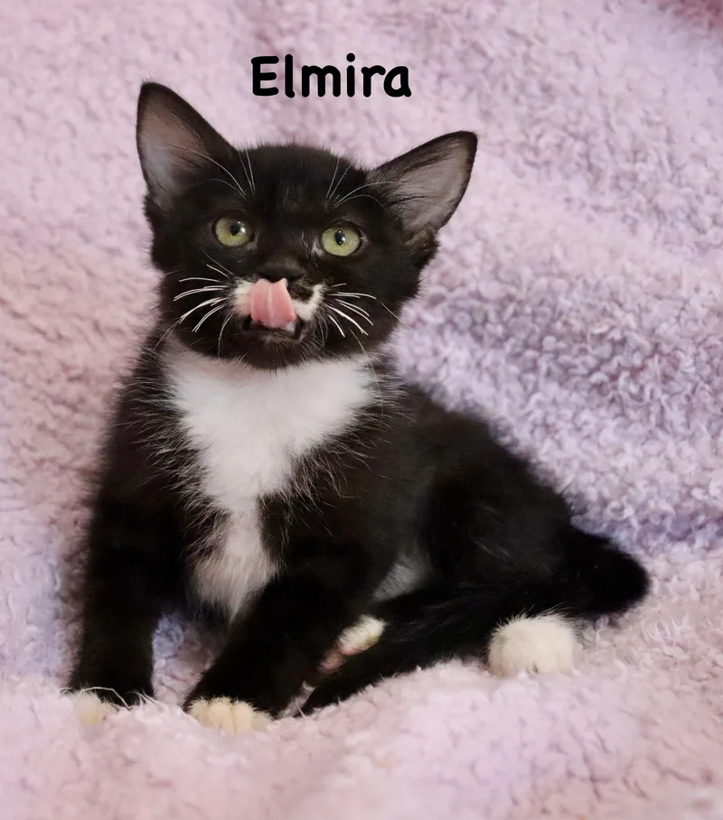 Elmira thumbnail 2