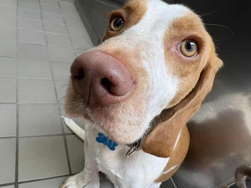 Pablo