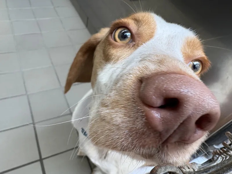Pablo thumbnail 3