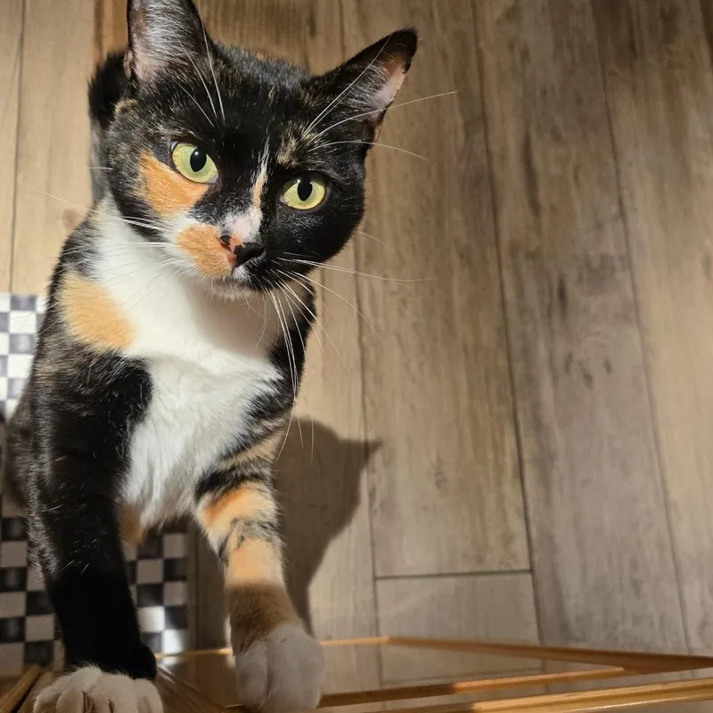 A young medium-sized female Calico cat named Lilly for adoption in Antioch, CA