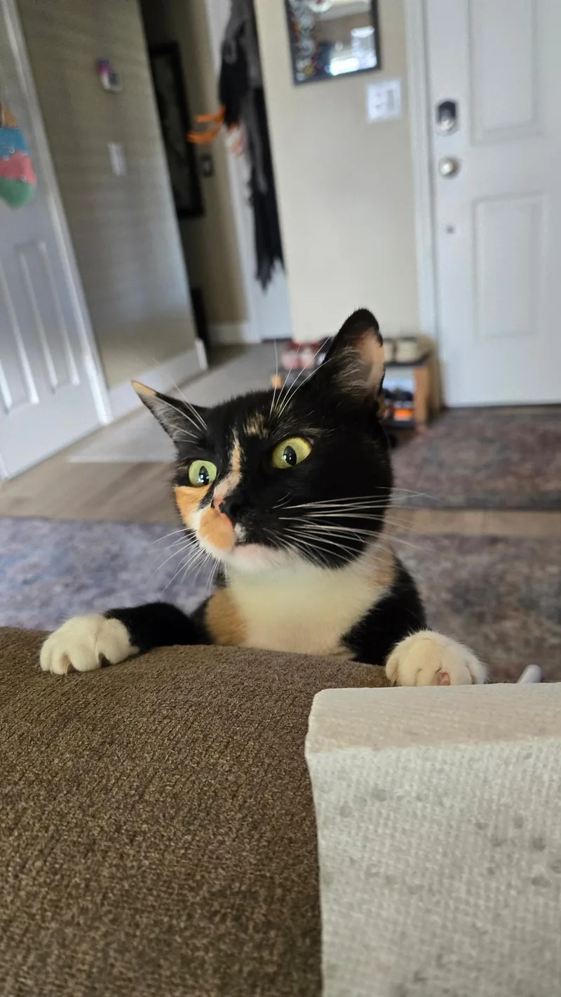 Lilly thumbnail 2