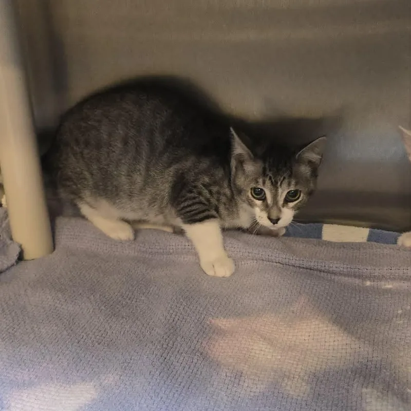 A baby medium-sized female Tabby (Buff / Tan / Fawn) Domestic Short Hair cat named Renee for adoption in Orange, VA