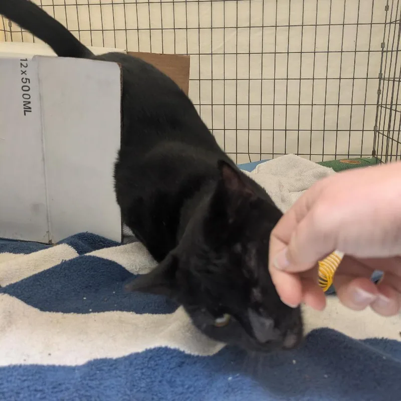 A young medium-sized female Black Domestic Short Hair cat named Chubby Parker for adoption in Santa Rosa, CA
