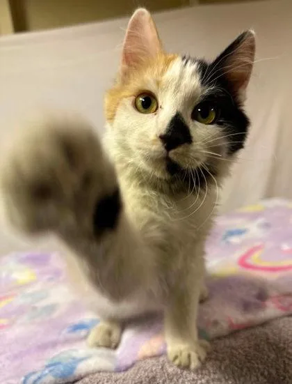 A baby small-sized female Domestic Long Hair cat named Shay for adoption in Visalia, CA