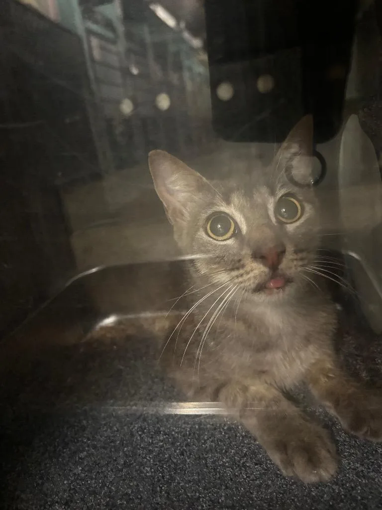 A young medium-sized female American Shorthair cat named Mayfly for adoption in Rockport, TX
