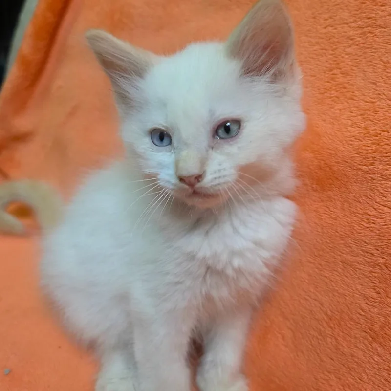 A baby medium-sized male Domestic Medium Hair cat named Flame for adoption in Graham, WA