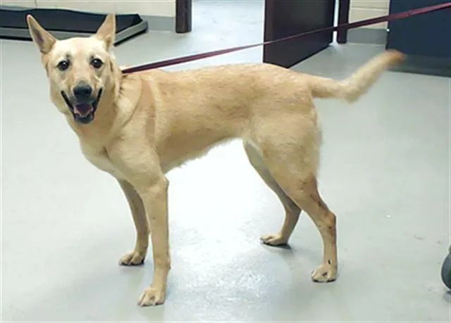 An adult medium-sized female German Shepherd Dog dog named Ruth for adoption in Fayetteville, NC