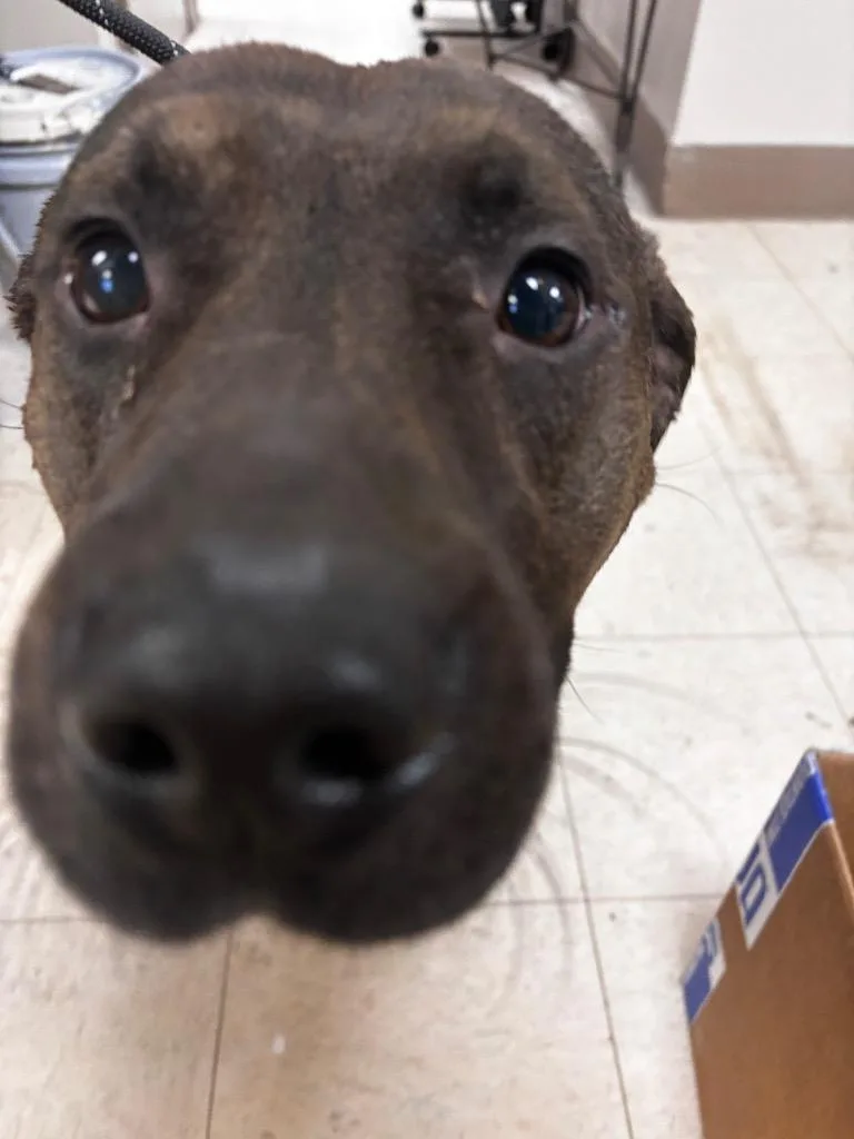 Opie thumbnail 4