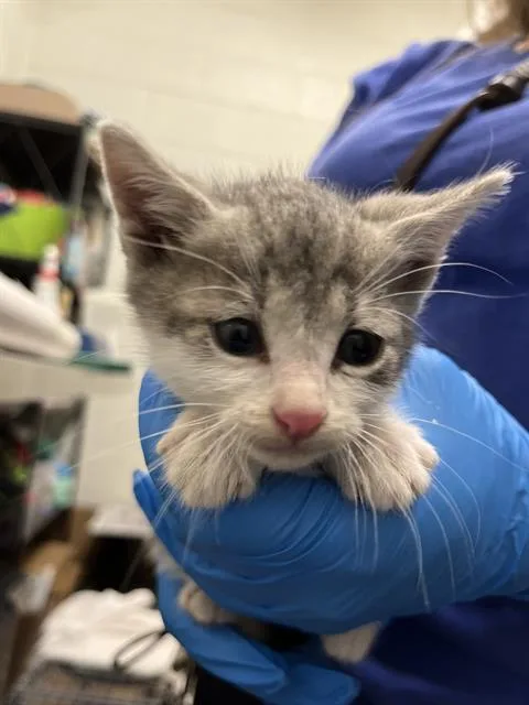 A baby small-sized male Domestic Short Hair cat named Pizookie for adoption in Chula Vista, CA