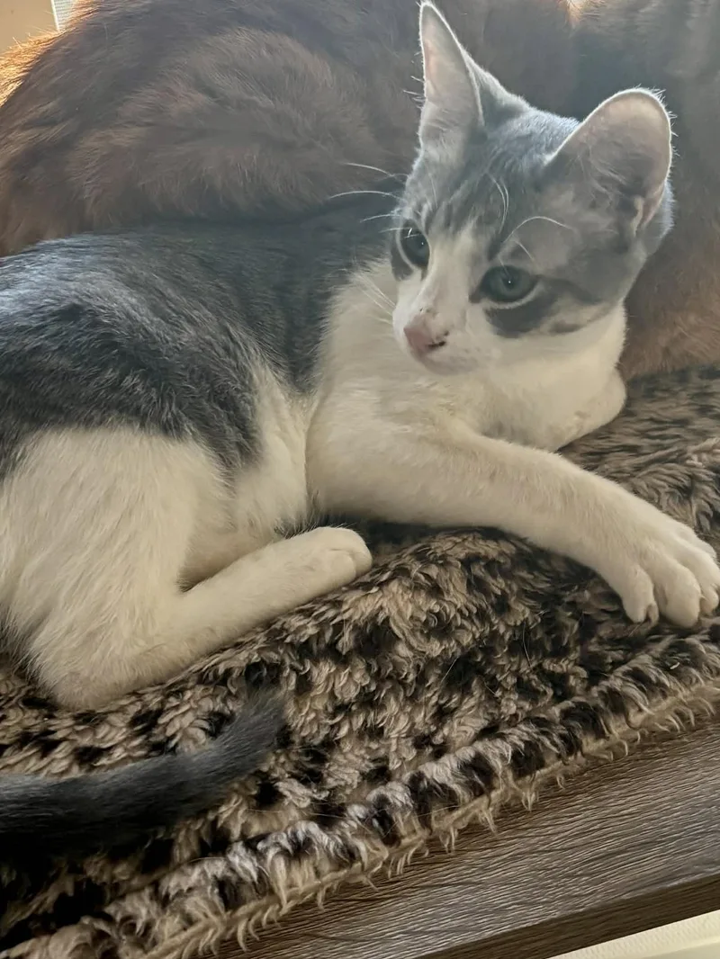 A young small-sized female Gray & White Domestic Short Hair cat named Banjo for adoption in Weatherford, TX