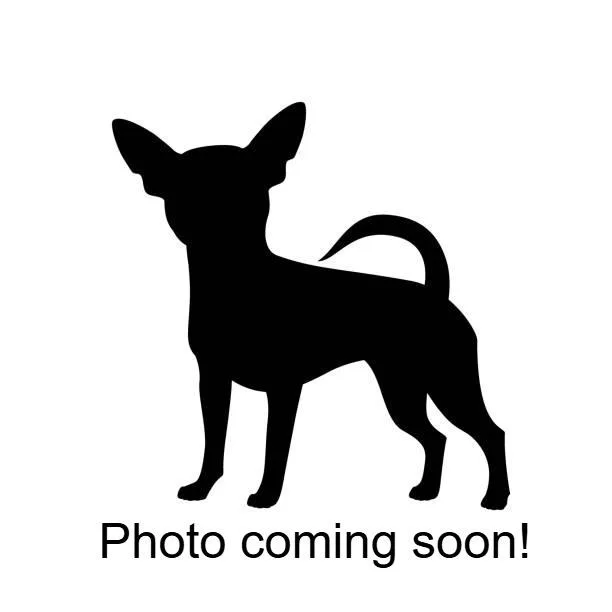 An adult small-sized female Black Chihuahua dog named Carla for adoption in Woodinville, WA