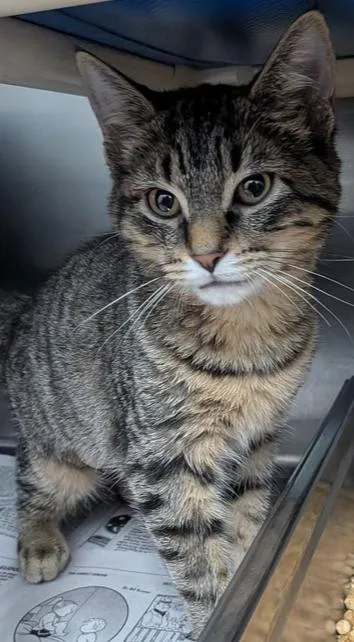 A baby small-sized female Tabby (Brown / Chocolate) Domestic Short Hair cat named Gwyneth for adoption in Evansville, IN