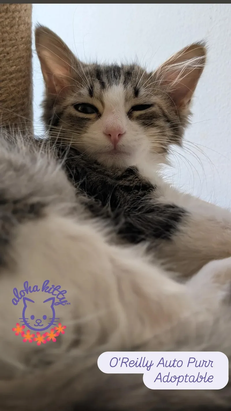 O'Reilly Auto Purr