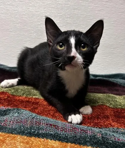 A young small-sized female Domestic Short Hair cat named Godiva for adoption in Phoenix, AZ