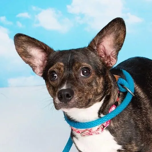 An adult small-sized female Brindle Mixed Breed dog named Dot Matrix for adoption in Fredericksburg, VA