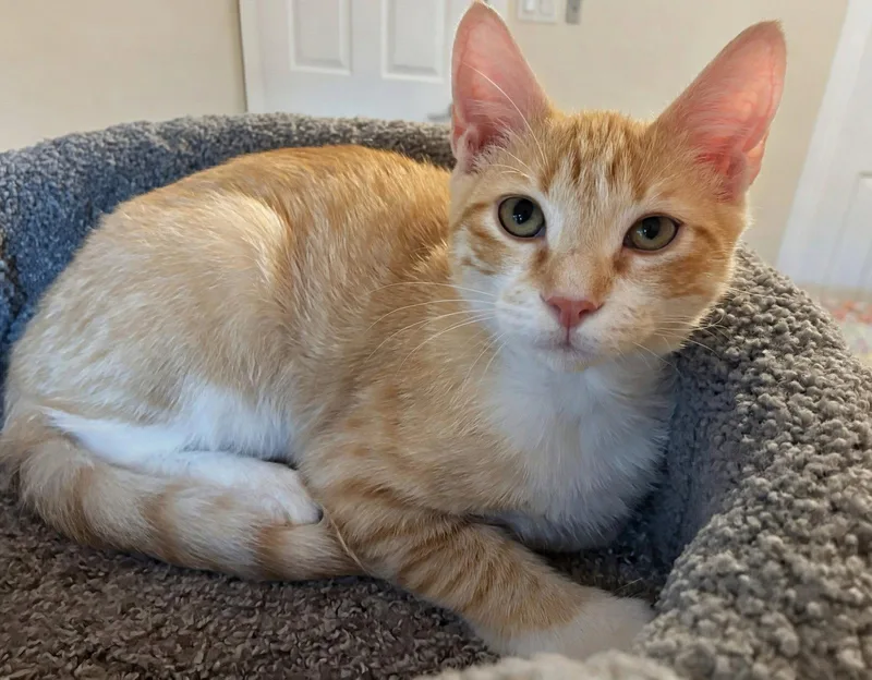 A baby medium-sized male Orange / Red Domestic Short Hair cat named Nacho for adoption in Reston, VA
